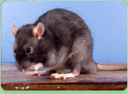 rat control Keston