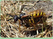 wasp control Keston