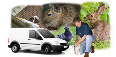 Keston local van